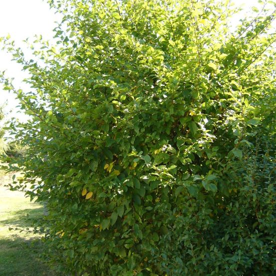 Charme commun, charmille, carpinus pot de 15l - 150/175 cm