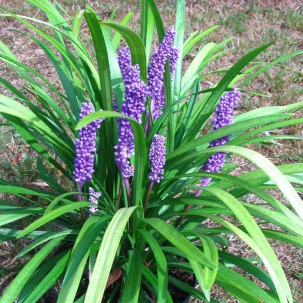6 x liriope muscari - liriope muscari 'big blue' - godet 9cm x 9cm