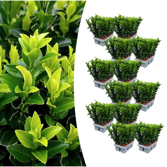 Lot de 12 - pack de 6 euonymus 'vert spire' - h15 cm