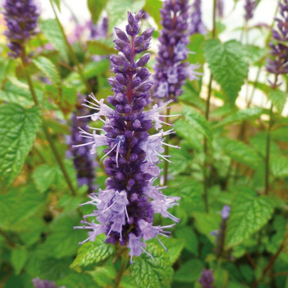 Agastache rugeuse little adder godet - 5/20 cm