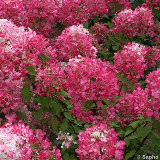 Hortensia paniculé 'diamant rouge' pot de 7,5l/10l, buisson, 3/4 branches