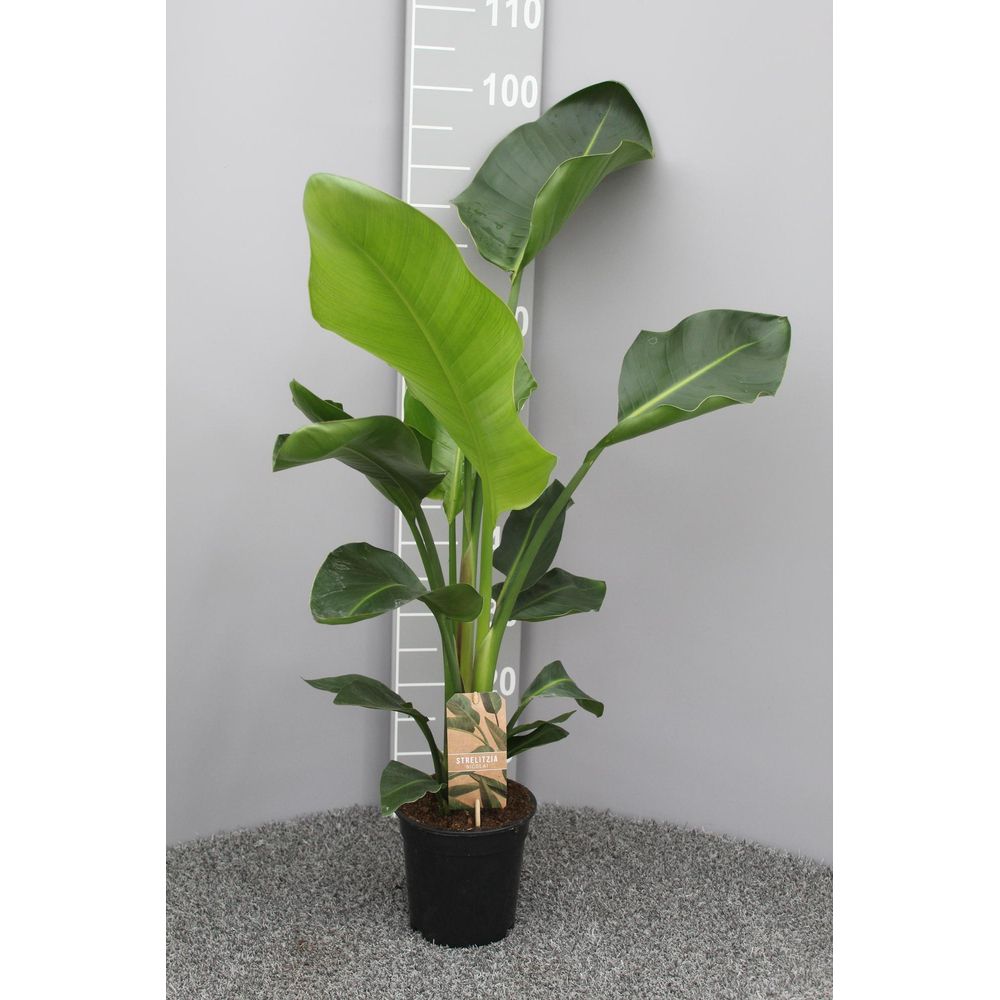 Strelitzia nicolai p17 2pp - ø17cm - ↕70cm - plantes d'intérieur