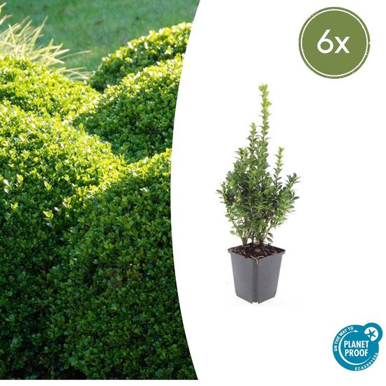 Lot de 12 - buis commun (buxus sempervirens) 'sempervirens'