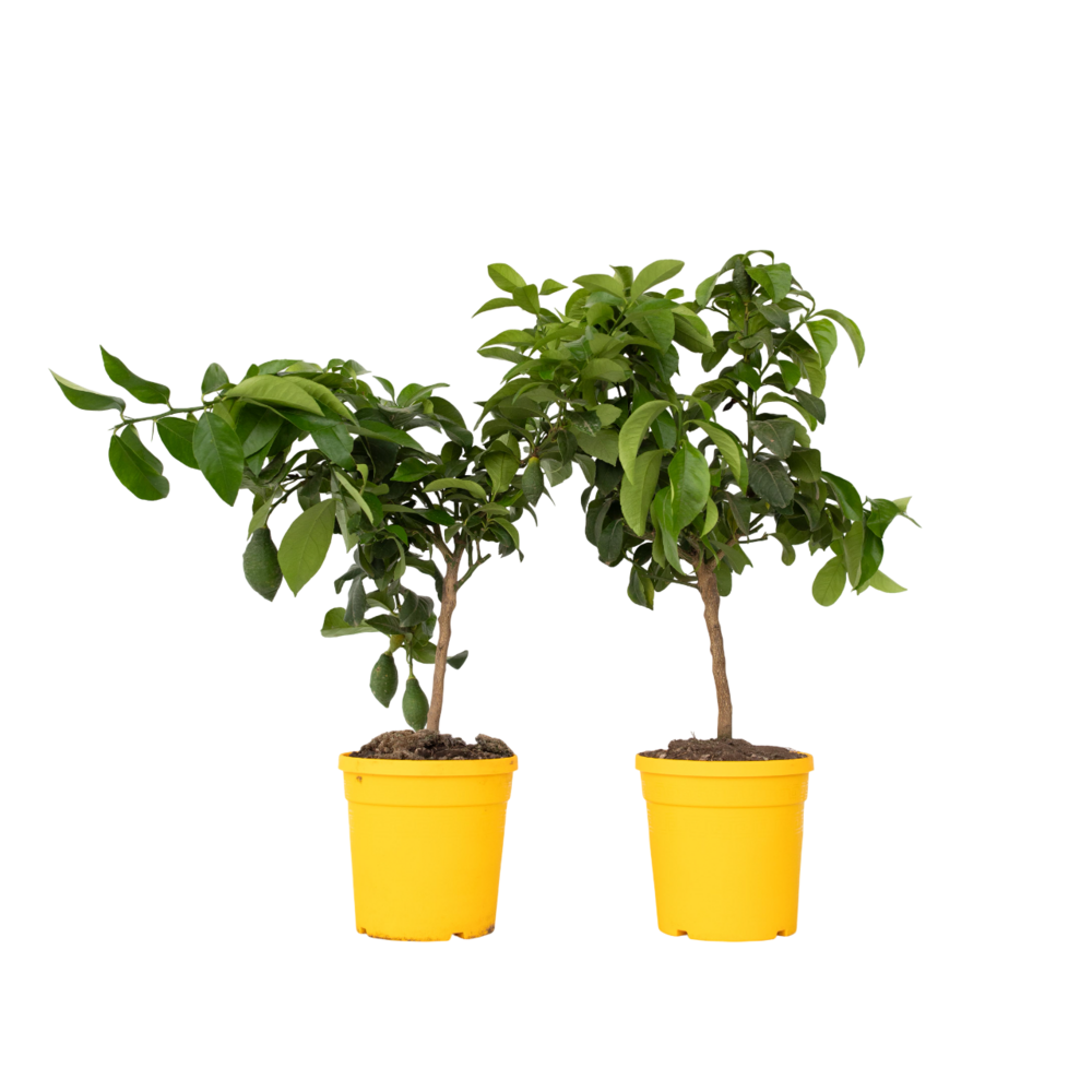 Citronnier - set de 2 - citrus limon - hauteur 60-70cm - ⌀19cm