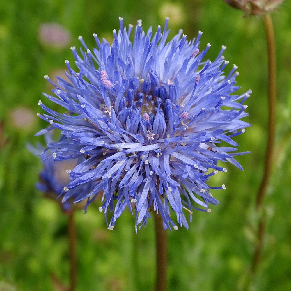 Jasione laevis 'blaulicht' godet de 8/9 cm