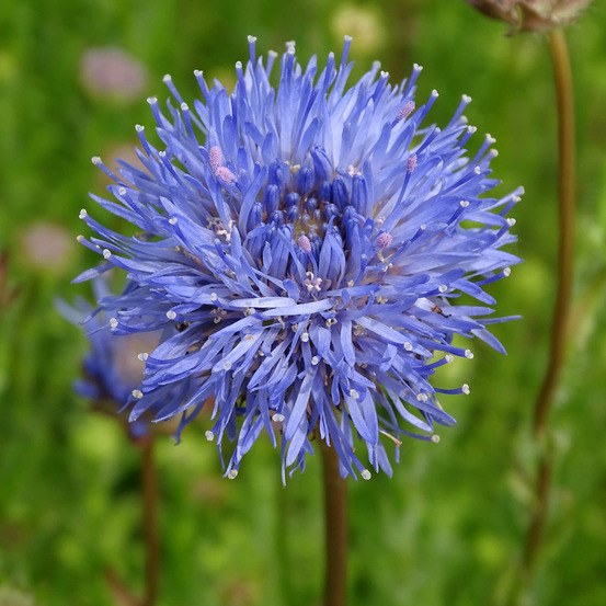 Jasione laevis 'blaulicht' godet de 8/9 cm