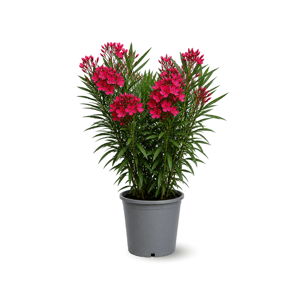 Laurier rose - nerium oleander - ↕ 90-100 cm - ⌀ 24 cm - plante d'extérieur - fleur rouge
