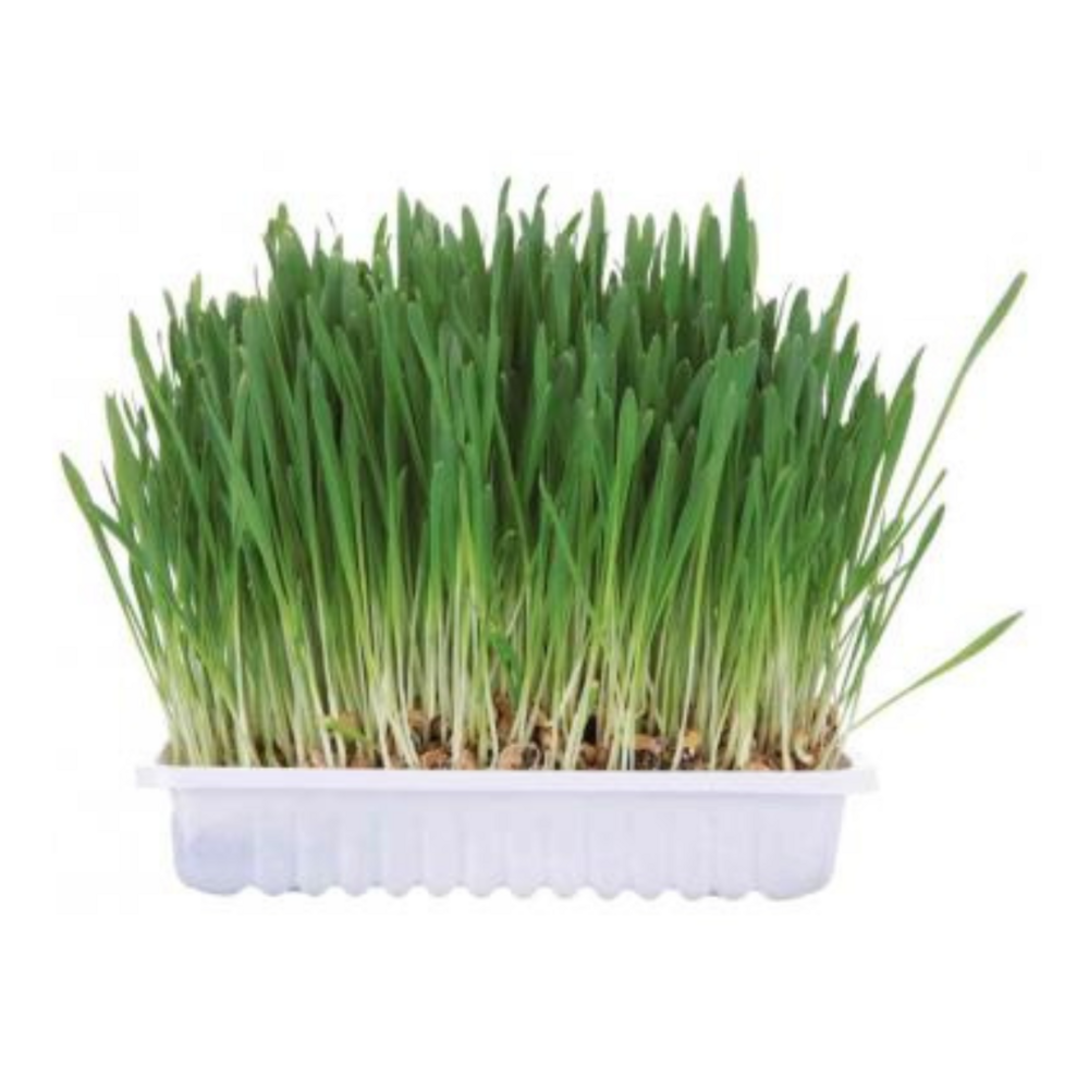 Herbe à chat - sans gamelle