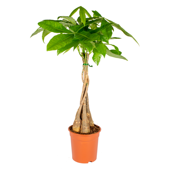 Pachira aquatica - arbre à monnaie - cacaoyer d’eau - hauteur 60-70 cm - pot 17 cm