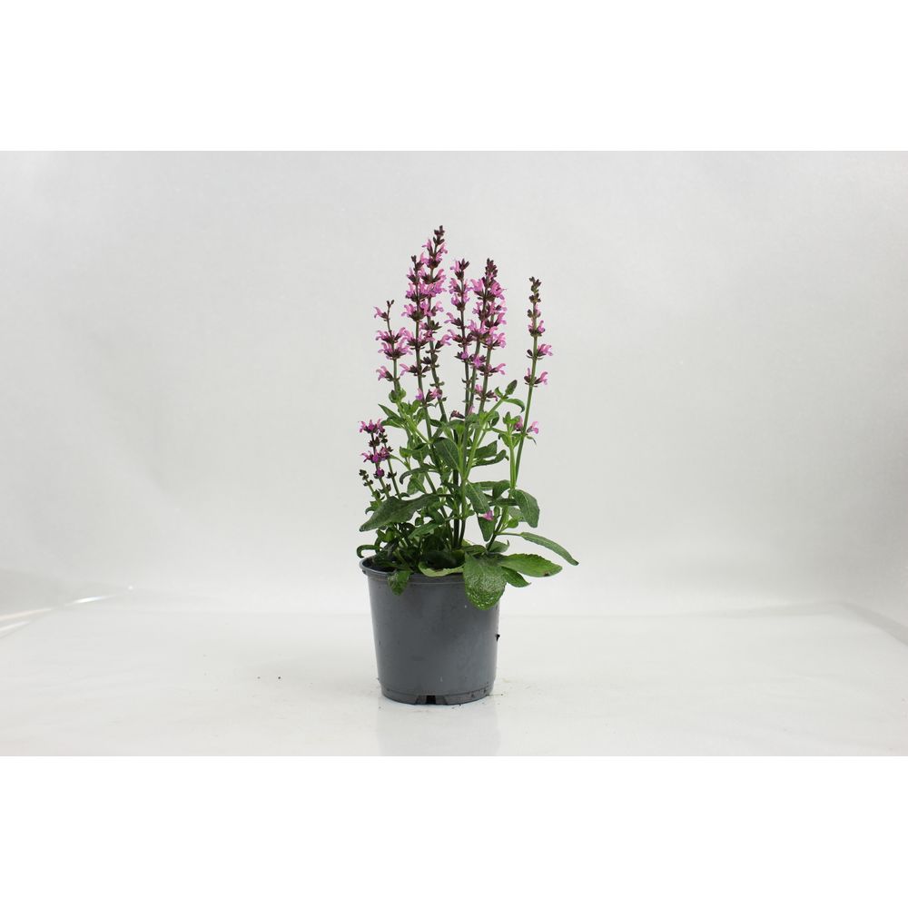Sauge nemorosa pot 10,5 cm rose
