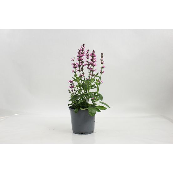 Sauge nemorosa pot 10,5 cm rose