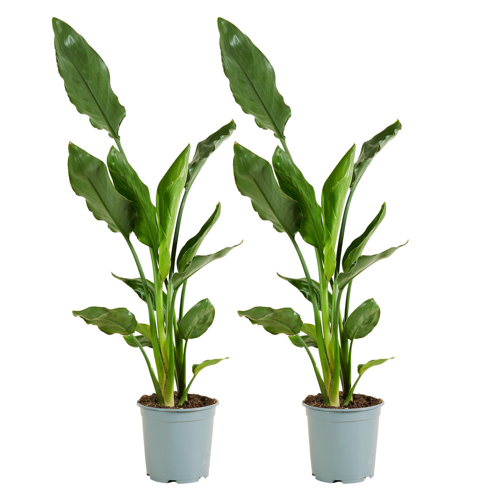 Lot de 2 - strelitzia reginae - fleur oiseau du paradis - plantes d'intérieur - facile d'entretien - hauteur 60-80 cm - pot 19 cm