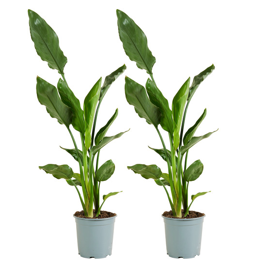 Lot de 2 - strelitzia reginae - fleur oiseau du paradis - plantes d'intérieur - facile d'entretien - hauteur 60-80 cm - pot 19 cm