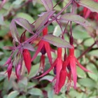 6 x Fuchsia magellanica 'Tricolor' - godet 9cm x 9cm