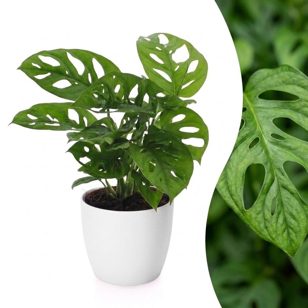 Monstera adansonii - monstera monkey mask - avec cache-pot blanc - pot ø12 cm, h 25 cm