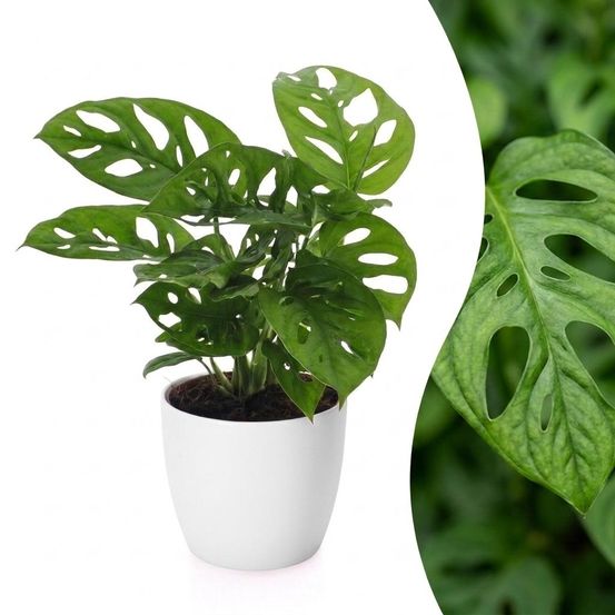 Monstera adansonii - monstera monkey mask - avec cache-pot blanc - pot ø12 cm, h 25 cm