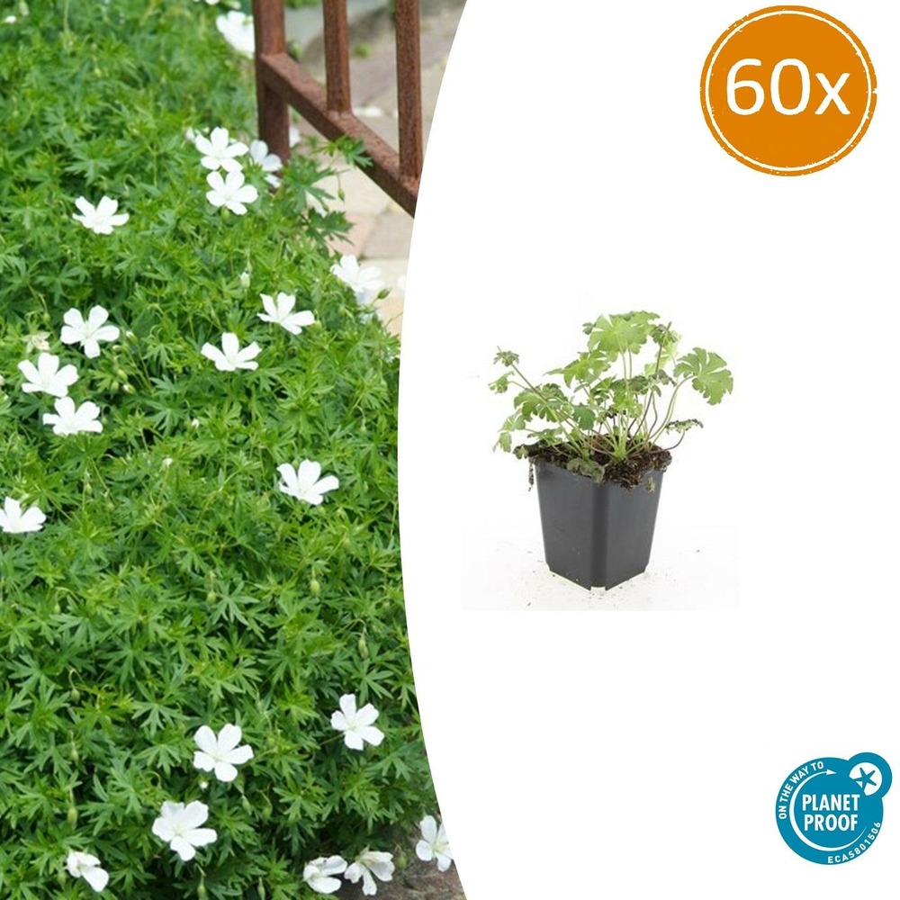 Géranium sanguin 'album' x60 – entre 3,75 et 5m2
