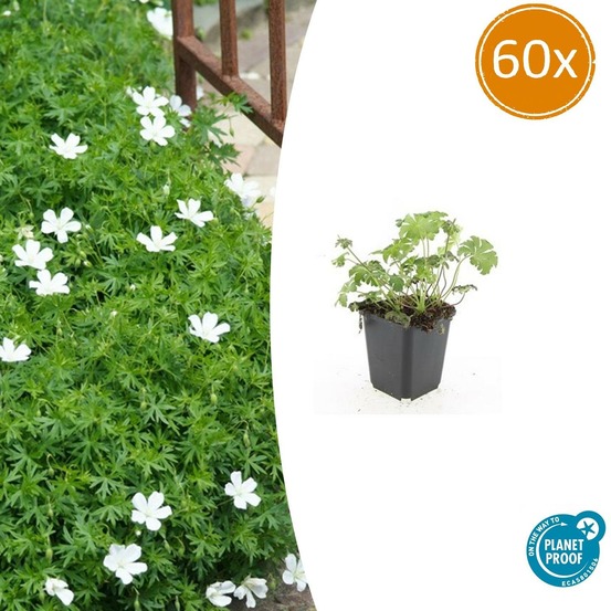 Géranium sanguin 'album' x60 – entre 3,75 et 5m2