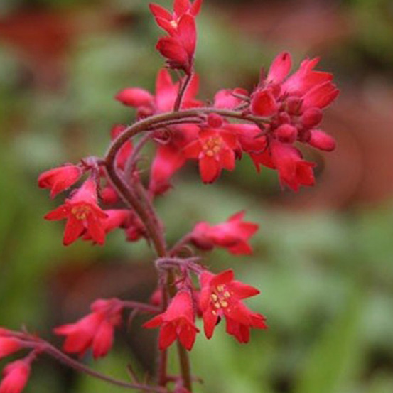6 x heuchère 'pluie de feu' - heuchera brizoides 'pluie de feu' - godet 9cm x 9cm