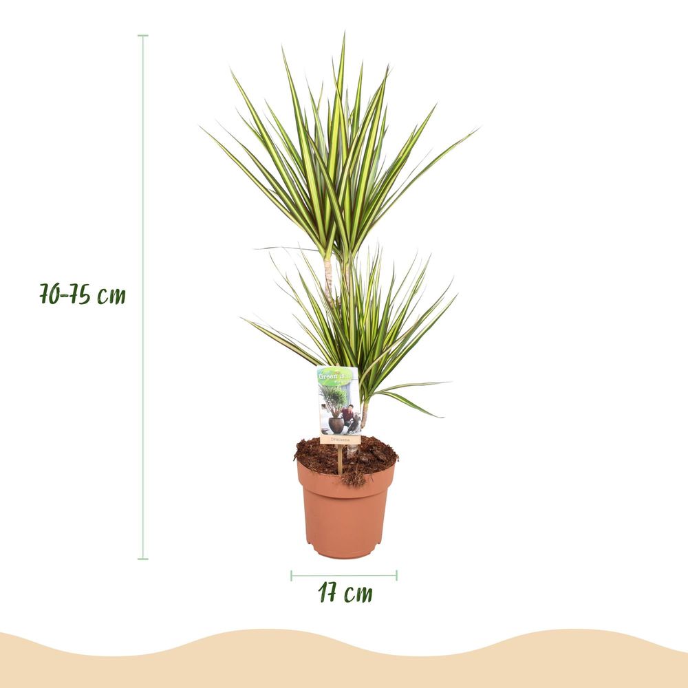 Dracaena sunray