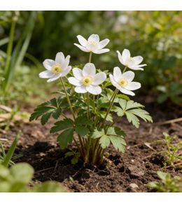 Anémone nemorosa 20cm godet 9cm - anemone