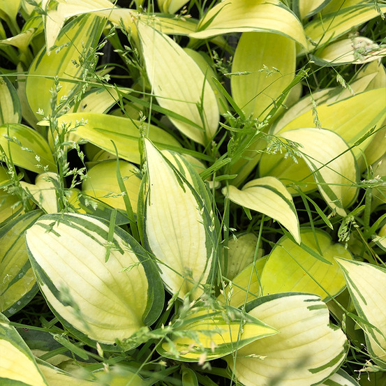 Hosta tardiana 'june' godet de 8/9 cm
