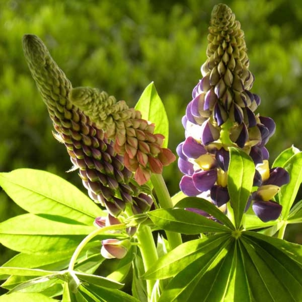 Lupin 'west country manhattan lights' godet de 8/9 cm