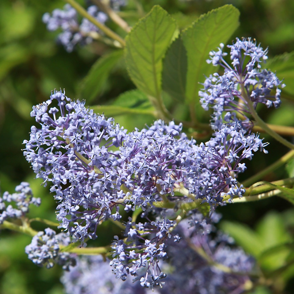 Céanothe gloire de versailles - le pot / 2l / hauteur livrée 30-40cm, vendu par lot de 2