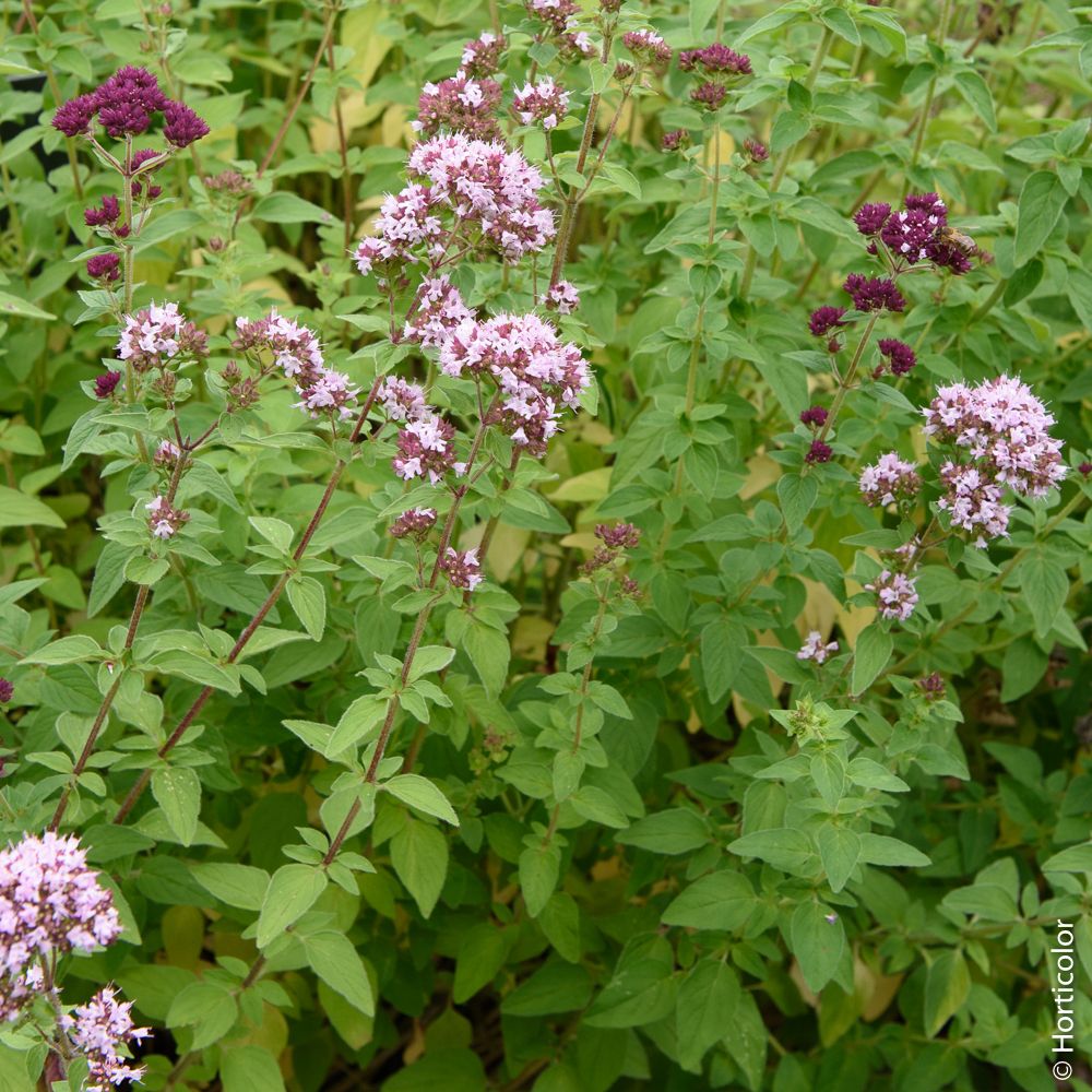 Plant De Marjolaine Truffaut