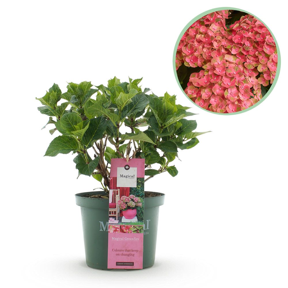 Hortensia magical green - pot 23 cm - hauteur 55 cm - plante d'extérieur