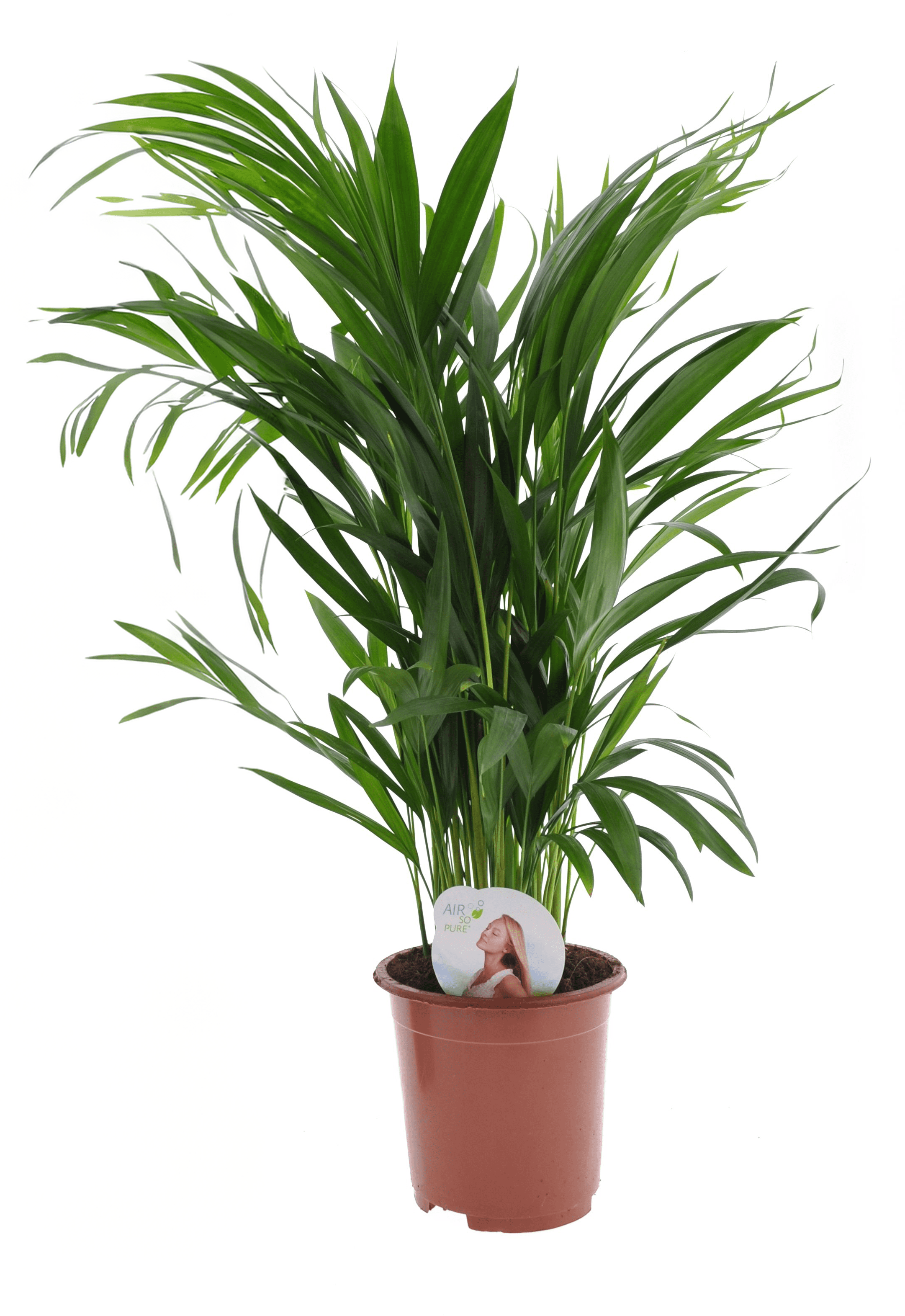 ARECA Plante artificielle en pot 190 cm
