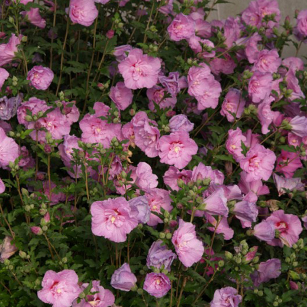 2 x mauve en arbre - hibiscus syriacus lavender chiffon  - 40-60 cm pot