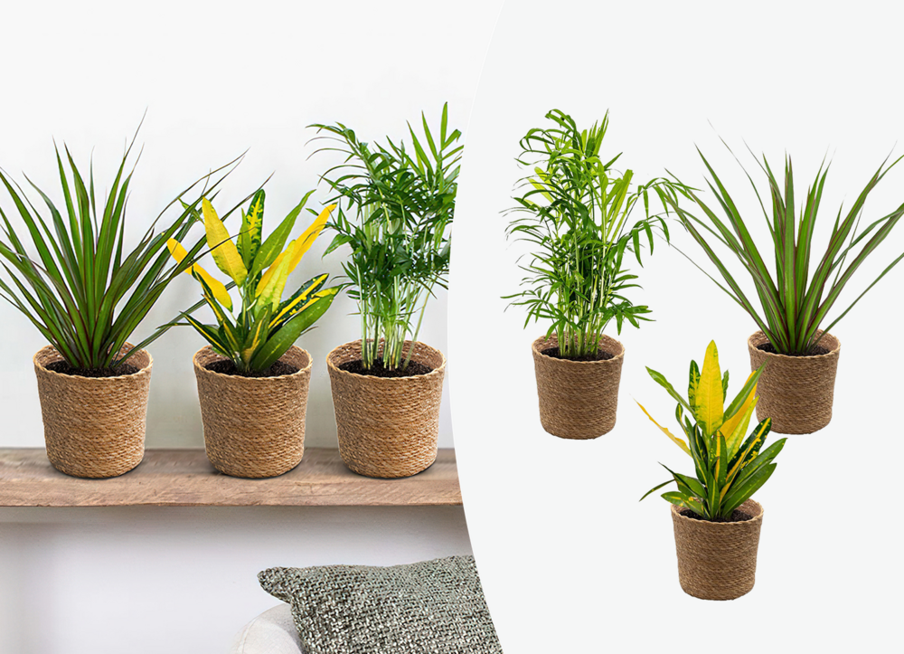 3x mélange de plantes tropicales d’intérieur avec panier en jonc de mer luxe - dépolluantes - 25 cm