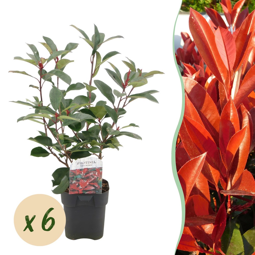 Photinia red robin – lot de 6 – pot 17 cm – hauteur 55 cm