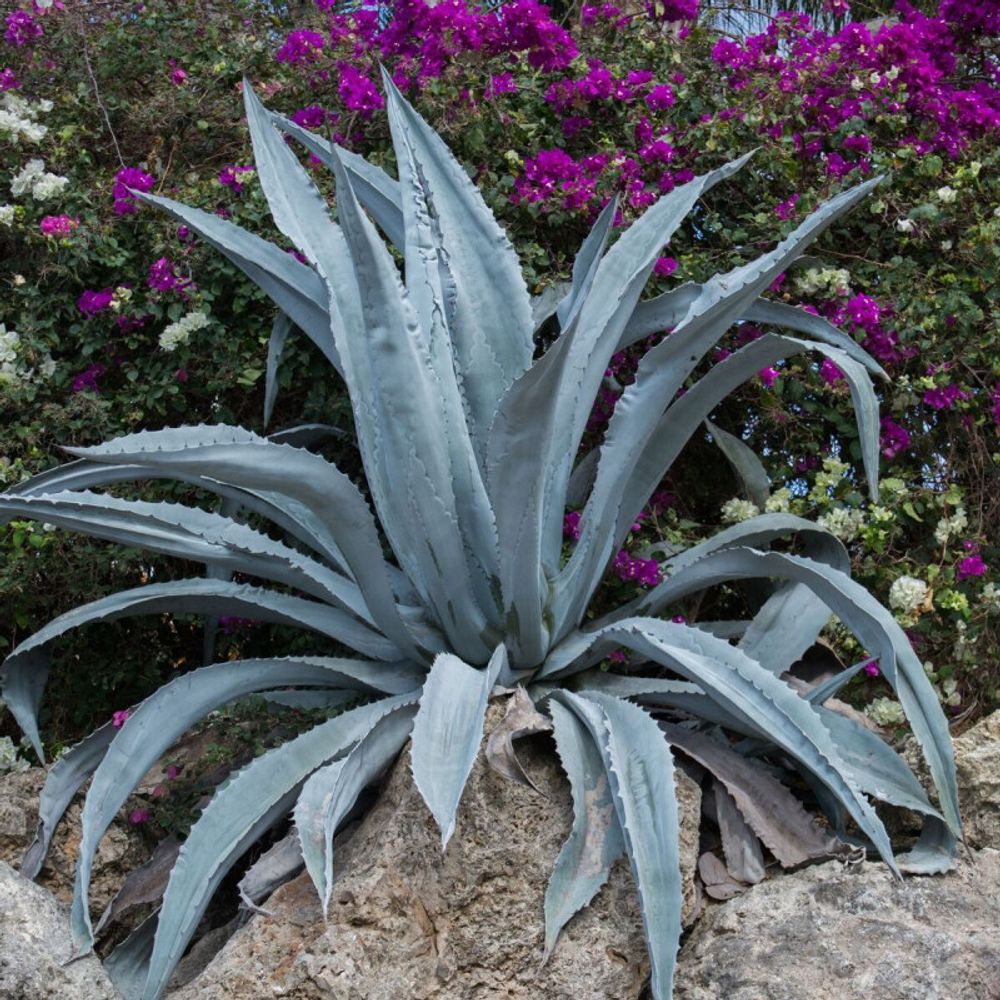Agave d'amérique pot de 7,5l