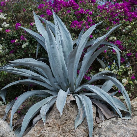 Agave d'amérique pot de 7,5l