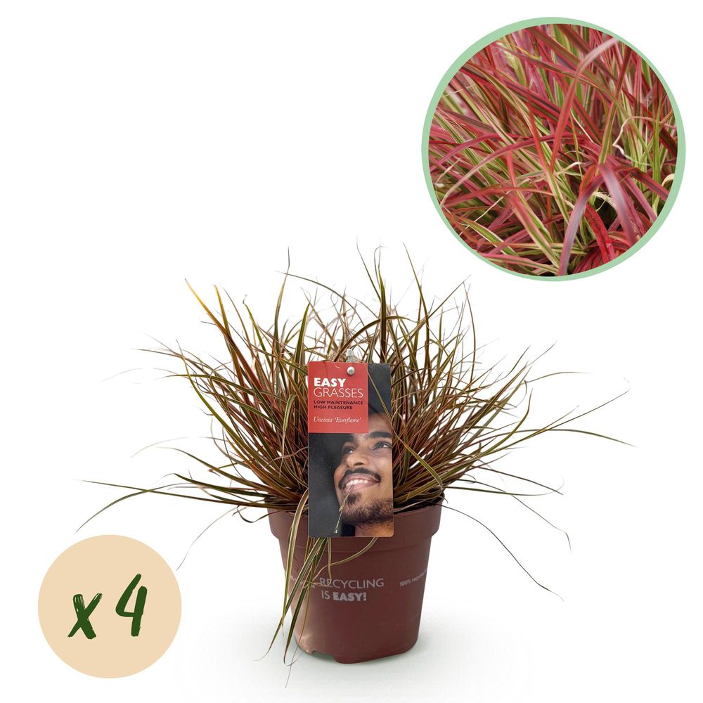 Laîche rouge 'everflame' - lot de 4 - pot 17 cm - hauteur 50 cm