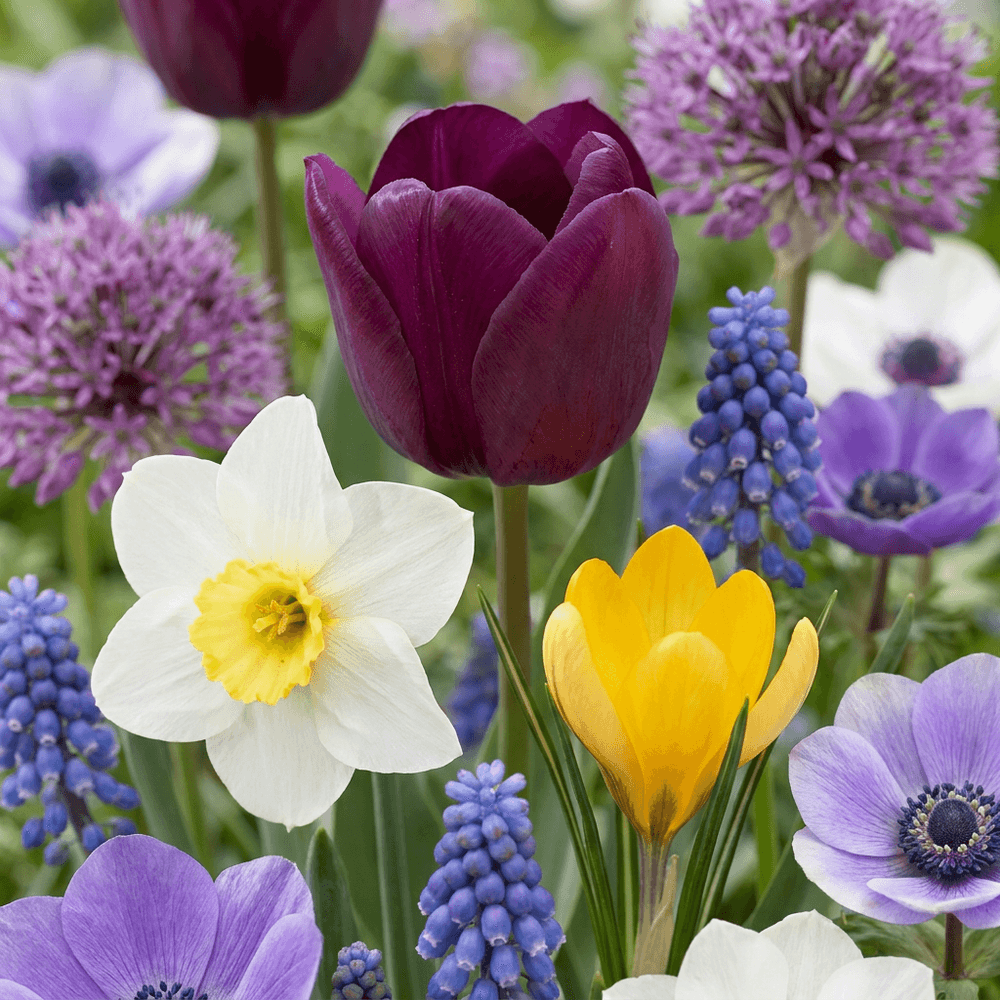Mélange de bulbes pour jardin - floraison estivale - calibre 10/12 - 250 bulbes