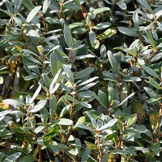 2 x saule suisse - salix helvetica - 25-30 cm pot