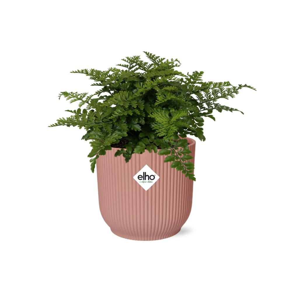 Asplenium parvati 14cm rose