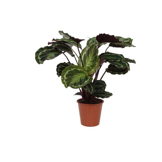 Calathea medallion - h80 cm - ø24 cm