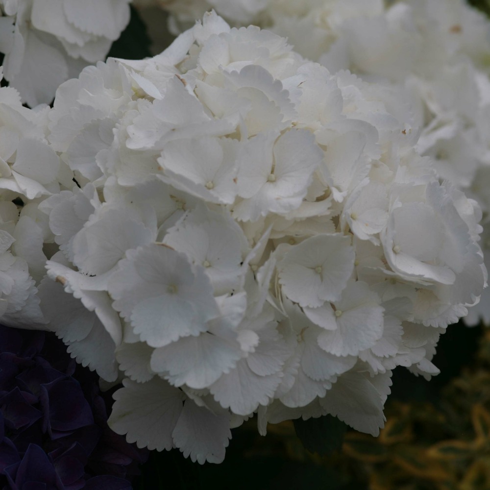 Hortensia 'schneeball' pot de 2l/3l