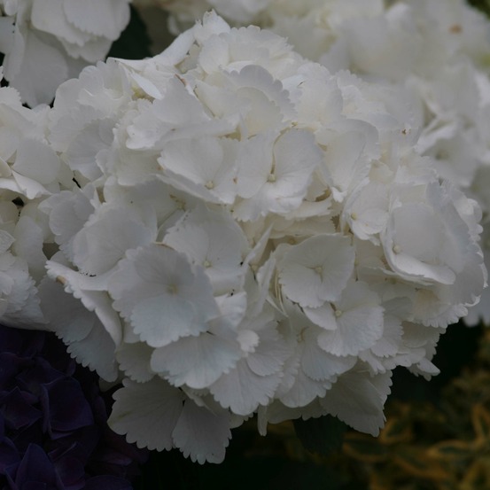 Hortensia 'schneeball' pot de 2l/3l