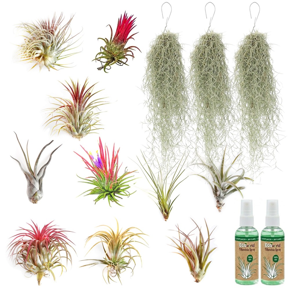 Plantes aériennes tillandsia, lot de 13 - vaporisateur inclus