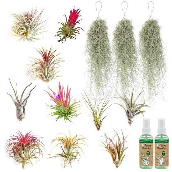 Plantes aériennes tillandsia, lot de 13 - vaporisateur inclus