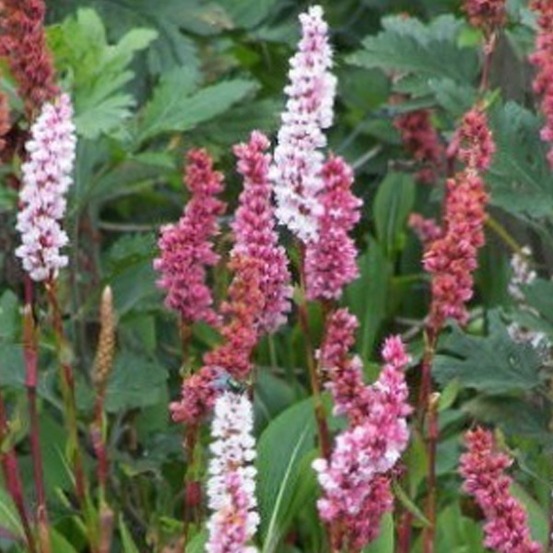 6 x persicaire, renouée - persicaria affinis 'darjeeling red' - godet 9cm x 9cm