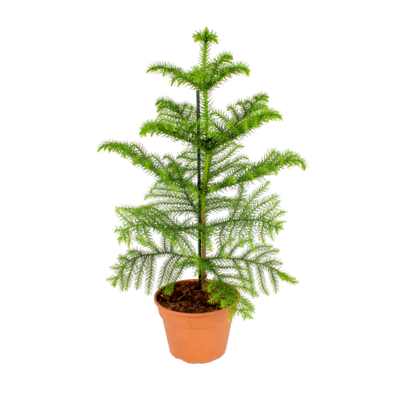 Araucaria heterophylla - araucaria de norfolk - plantes d’intérieur - hauteur 40-50 cm - pot 15 cm
