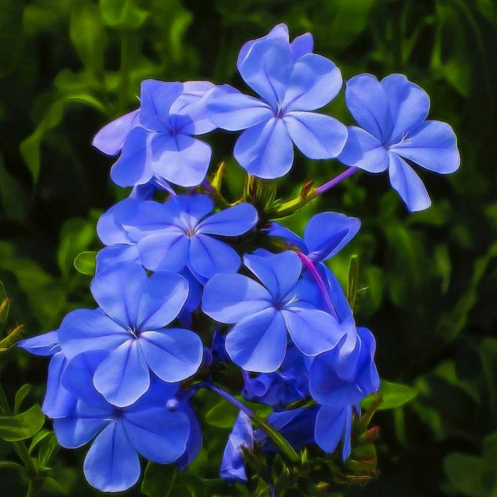 2 Phlox 'Blue Boy' - Vendu par 2…