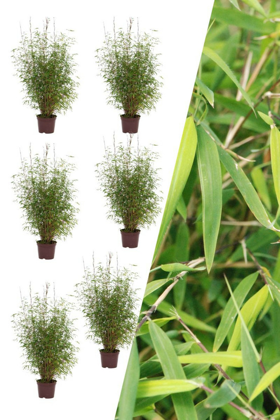 Lot de 6 bambous non traçant 'angustissima' - en pot de 5 litres