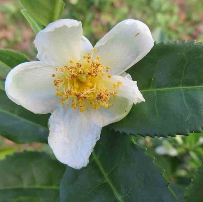 Camellia sinensis (syn. Thea chinensis)  le théier   blanc - taille pot de 3 litres - 20/30cm